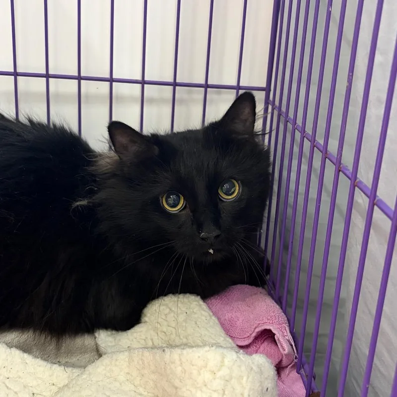 A young large-sized male Black Domestic Long Hair cat named Finley for adoption in Bedford, NH