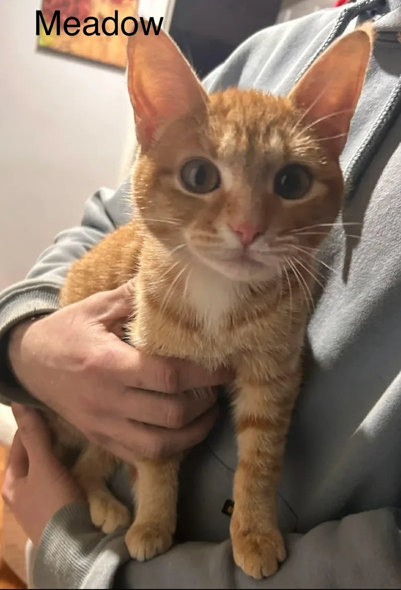 Meadow @ Livonia Petsmart thumbnail 2