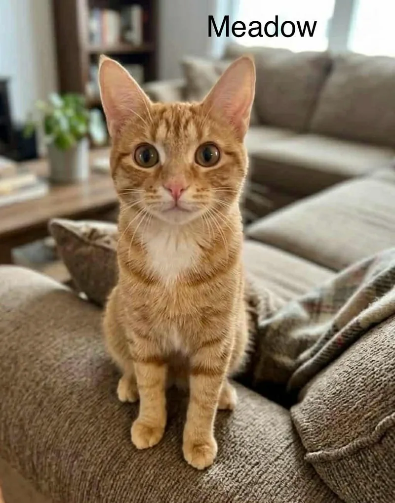 A baby medium-sized female Tabby (Orange / Red) Tabby cat named Meadow @ Livonia Petsmart for adoption in Wyandotte, MI