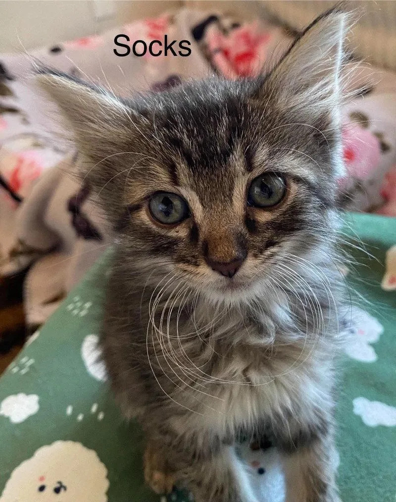 A baby small-sized female Tabby cat named Socks for adoption in Saint George, UT