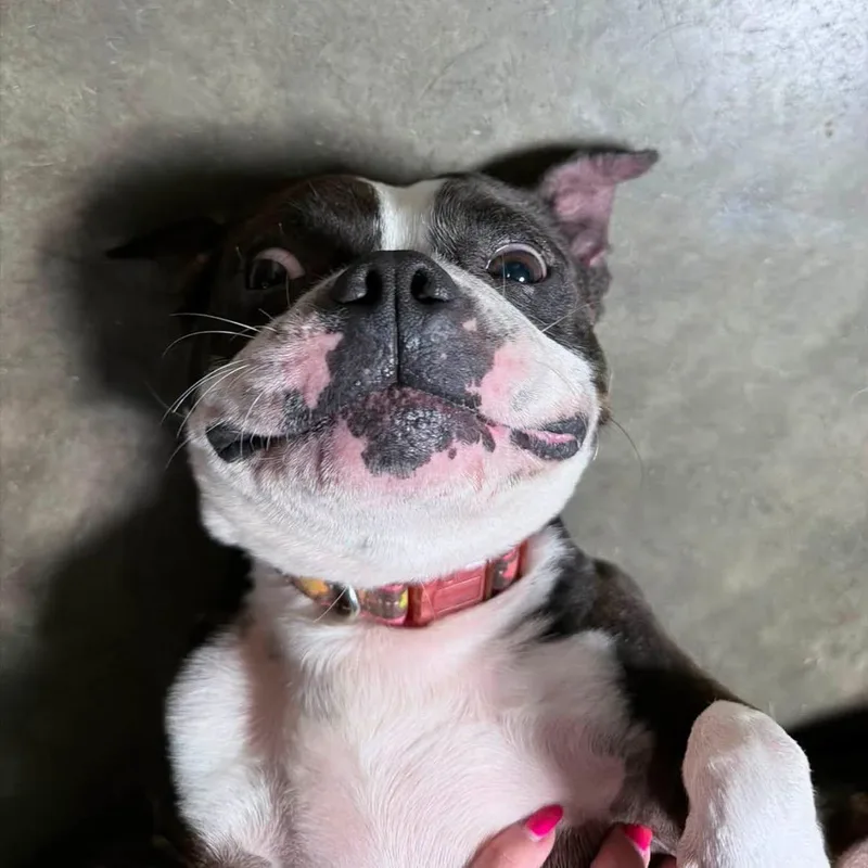 An adult small-sized female Black Boston Terrier dog named Layla for adoption in Indianapolis, IN