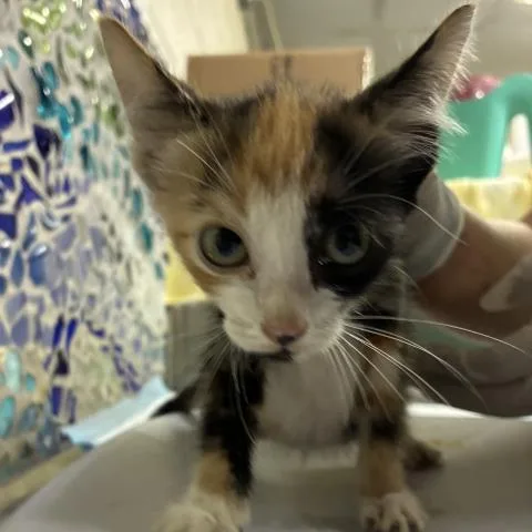 A baby small-sized female Domestic Short Hair cat named Cosmic Brownie for adoption in Pensacola, FL
