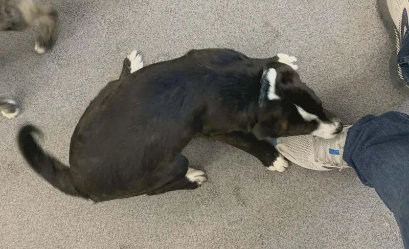 A young small-sized male Black Collie dog named Joey for adoption in Washington DC, DC
