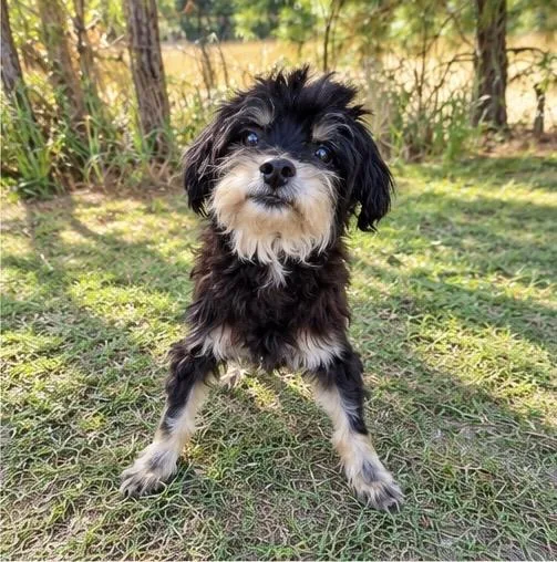 An adult small-sized male Black Standard Poodle dog named Frankie for adoption in Foley, AL