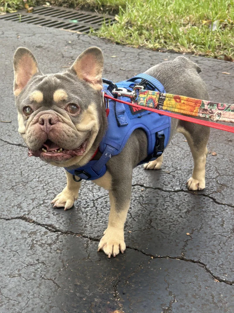 An adult small-sized male French Bulldog dog named Theo for adoption in Margate, FL