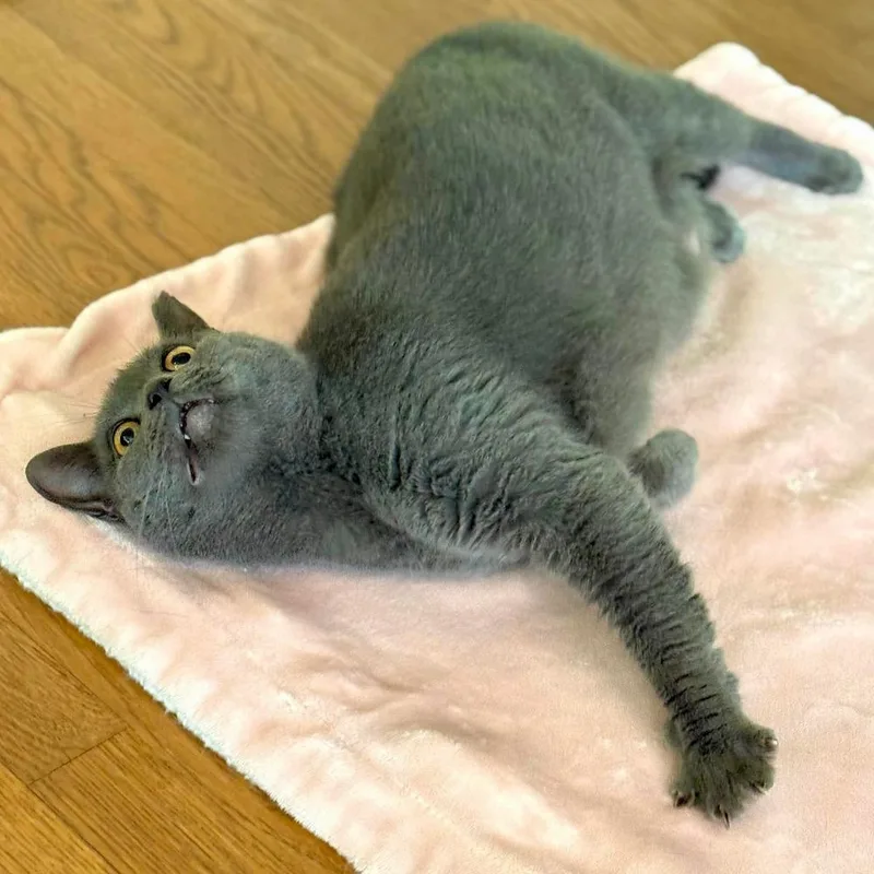 An adult medium-sized female Gray / Blue / Silver Domestic Short Hair cat named Ivy for adoption in Raleigh, NC