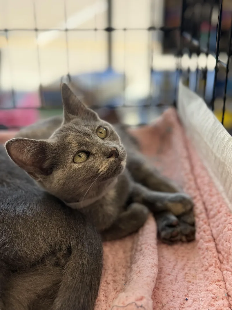 A baby medium-sized female Dilute Tortoiseshell Domestic Short Hair cat named Autumn for adoption in Magnolia, TX