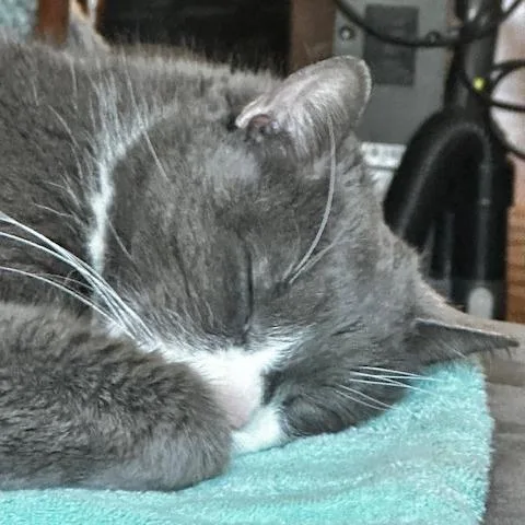 A senior large-sized male Gray / Blue / Silver Domestic Short Hair cat named Mr. Professor for adoption in Providence, RI
