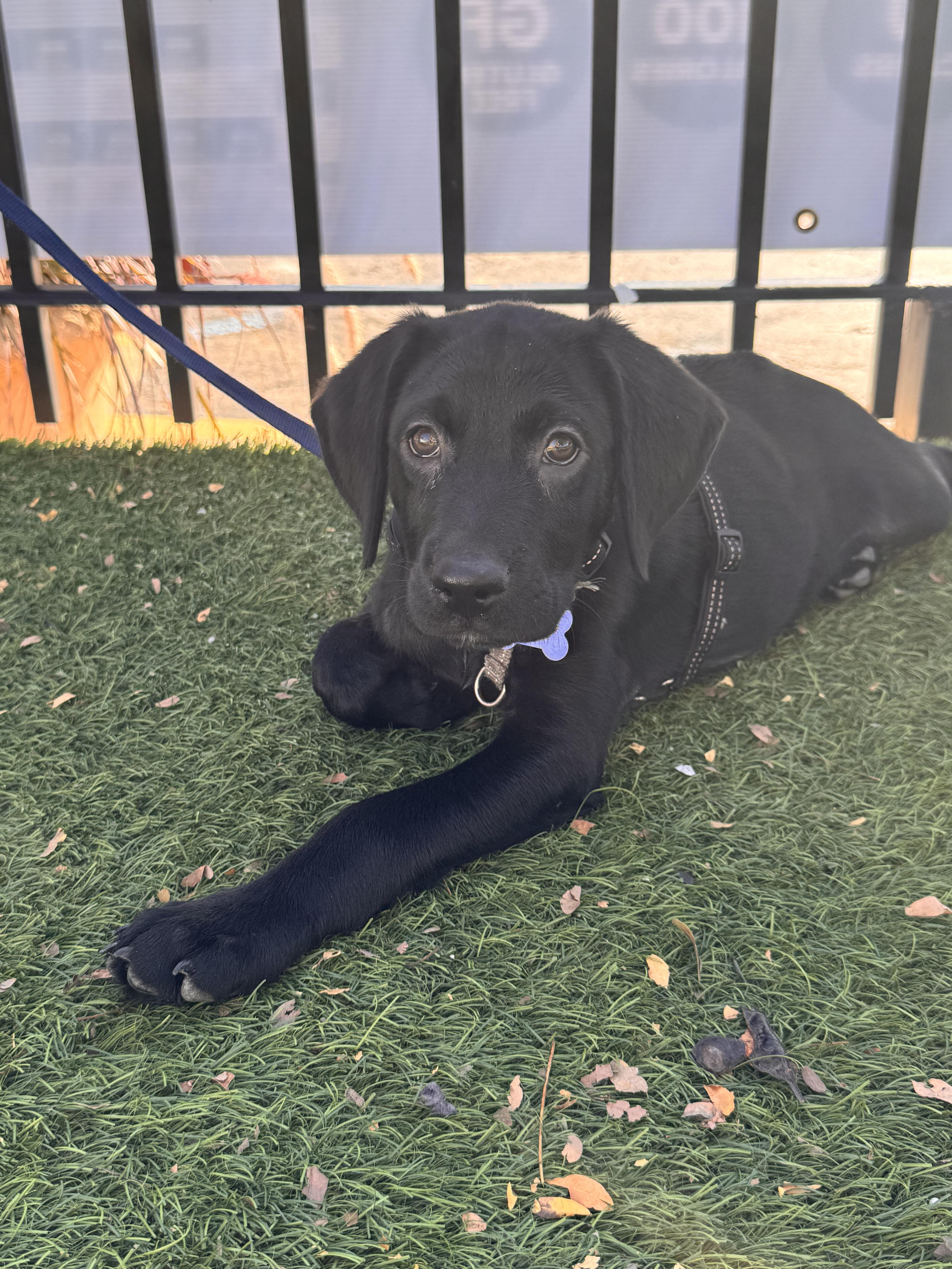 A baby large-sized male Black Labrador Retriever dog named Martin for adoption in Columbia, MO