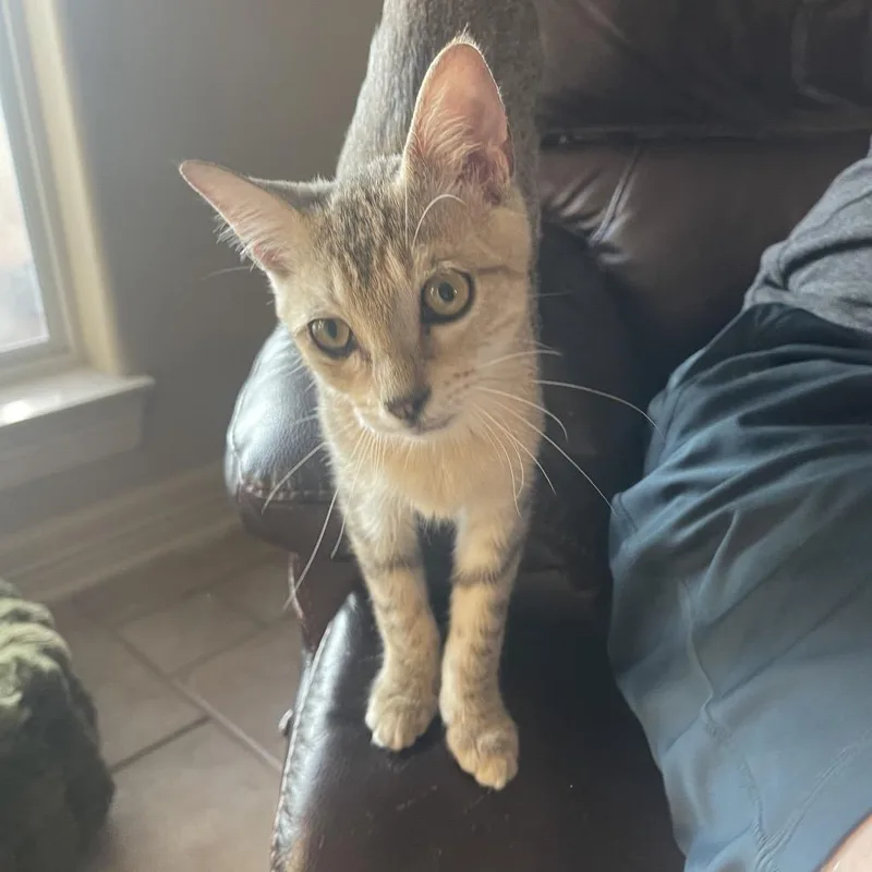 A baby small-sized female Domestic Short Hair cat named Ojo for adoption in Austin, TX