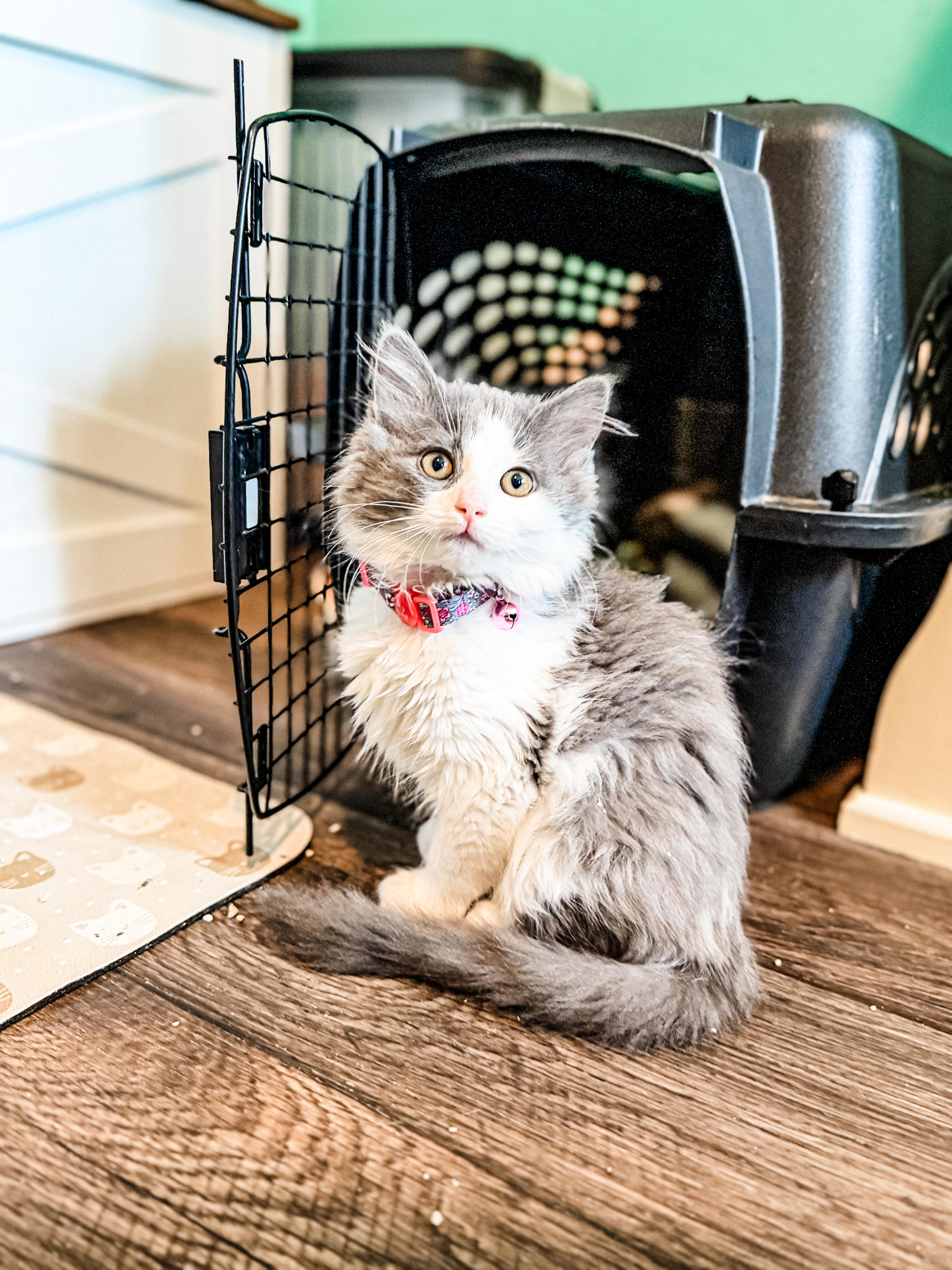 A baby small-sized female Gray & White Domestic Long Hair cat named Camille for adoption in Sartell, MN