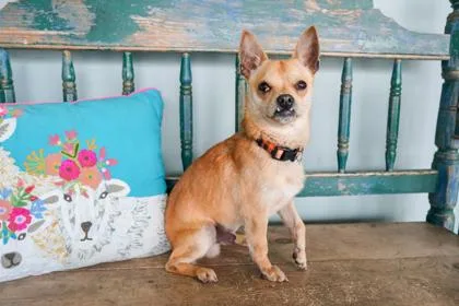 A baby small-sized male Chihuahua dog named Mister Jay for adoption in San Antonio, TX