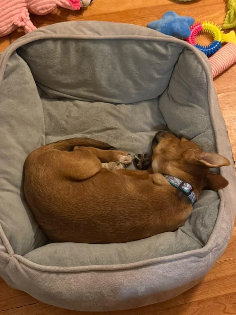 A baby medium-sized female Australian Cattle Dog / Blue Heeler dog named Yahtzee for adoption in Houston, TX