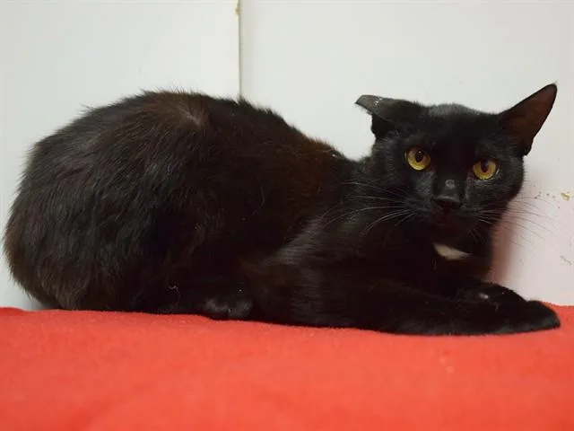A young medium-sized female Domestic Short Hair cat named Maggie for adoption in Sacramento, CA
