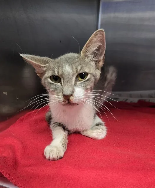 A young small-sized female Domestic Medium Hair cat named Blue for adoption in San Antonio, TX