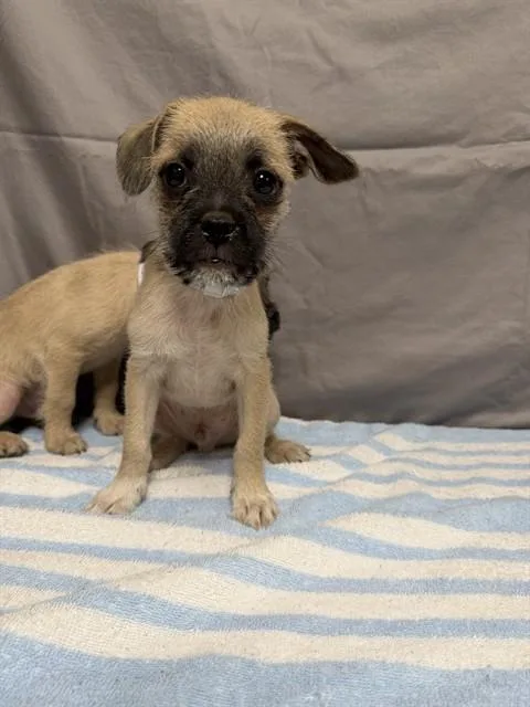 A baby small-sized male Terrier dog named Marley for adoption in Castaic, CA