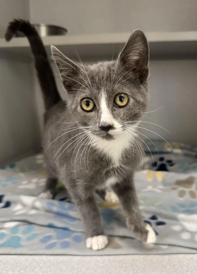 A baby medium-sized male Gray / Blue / Silver Domestic Short Hair cat named Sterling for adoption in Red Bluff, CA