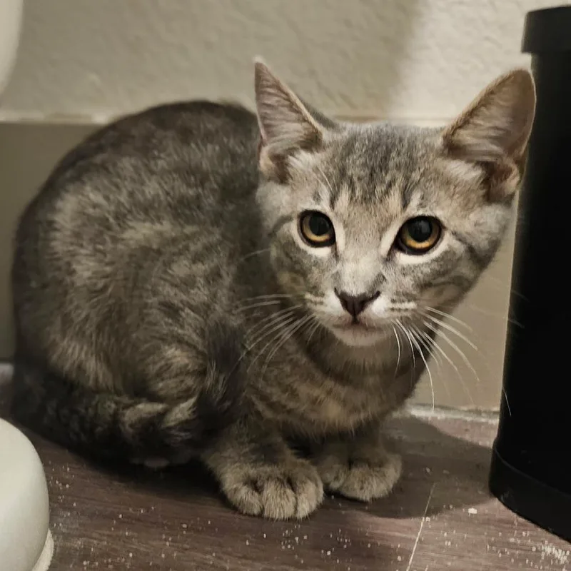 A young medium-sized male Tabby (Gray / Blue / Silver) Domestic Short Hair cat named Franklin for adoption in Eau Claire, WI