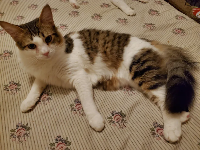 An adult large-sized male Domestic Medium Hair cat named Scamp for adoption in Tucson, AZ