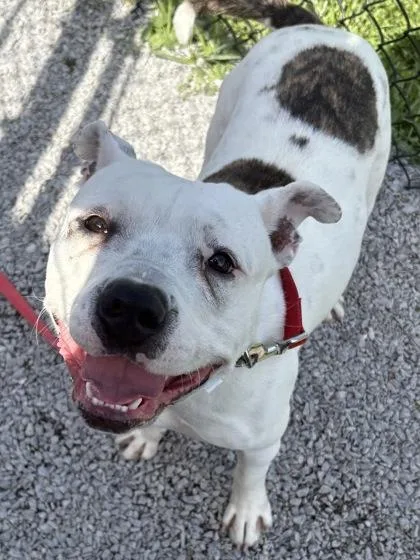 An adult medium-sized female Mixed Breed dog named Sugar for adoption in Cincinnati, OH