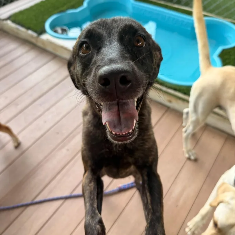 An adult medium-sized female Mixed Breed dog named Kisa for adoption in Brooklyn, NY