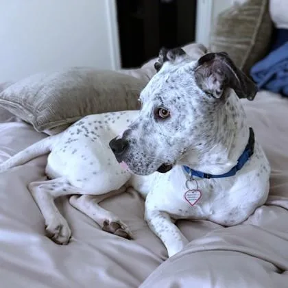 An adult large-sized female Mixed Breed dog named Bunnie for adoption in Washington, DC