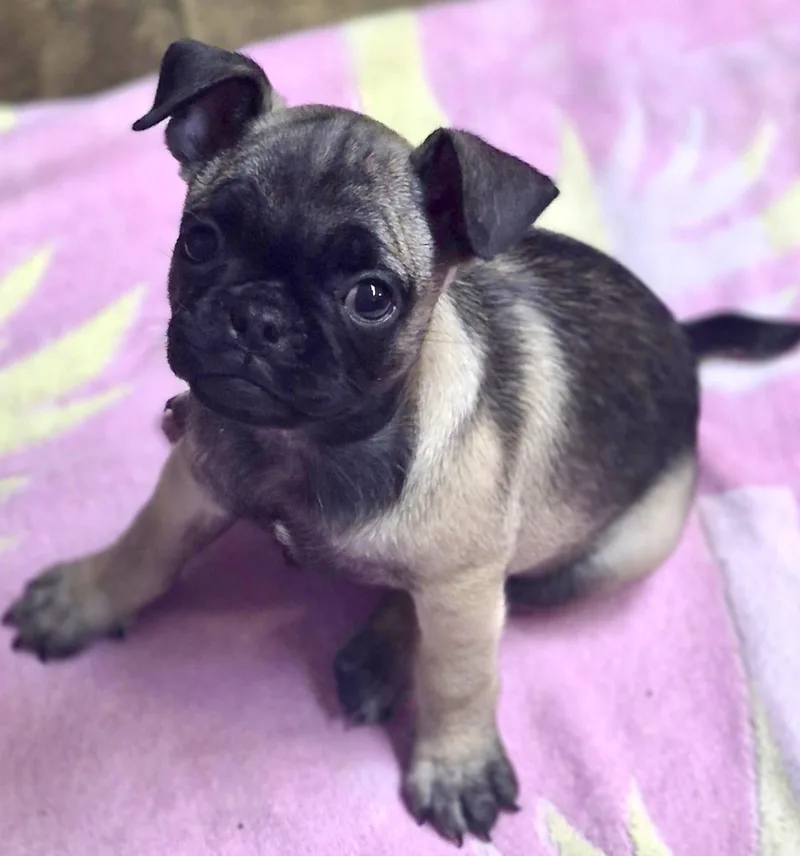 A baby small-sized female Black Pug dog named Jazzy for adoption in Los Angeles, CA