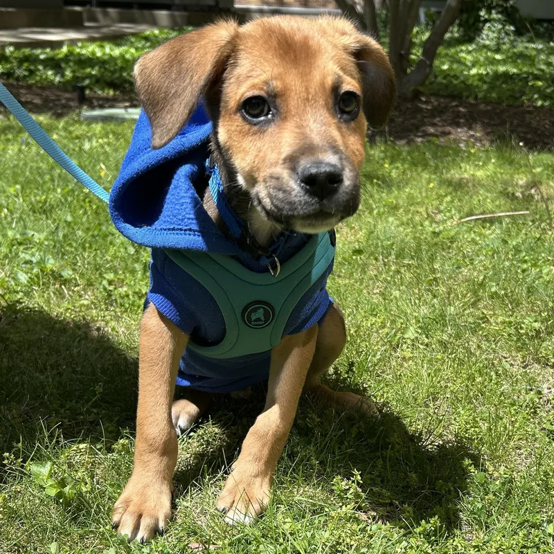 A baby medium-sized male Golden Mixed Breed dog named Kevin for adoption in Detroit, MI