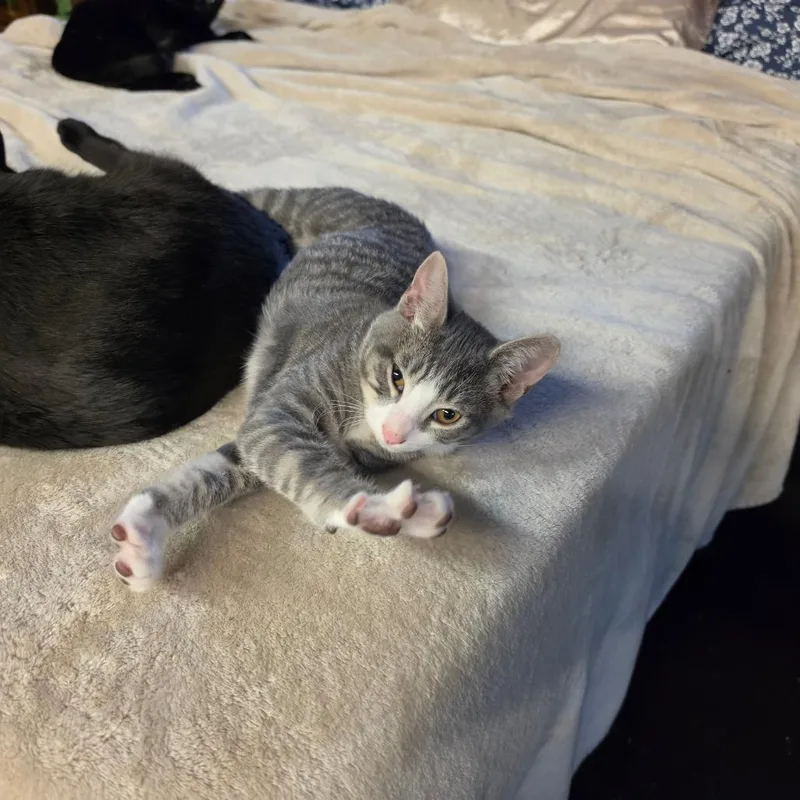 A baby small-sized male Gray / Blue / Silver Domestic Short Hair cat named A TBone for adoption in Centralia, WA
