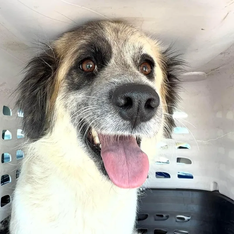 A young medium-sized female Great Pyrenees dog named Liv for adoption in Yaphank, NY