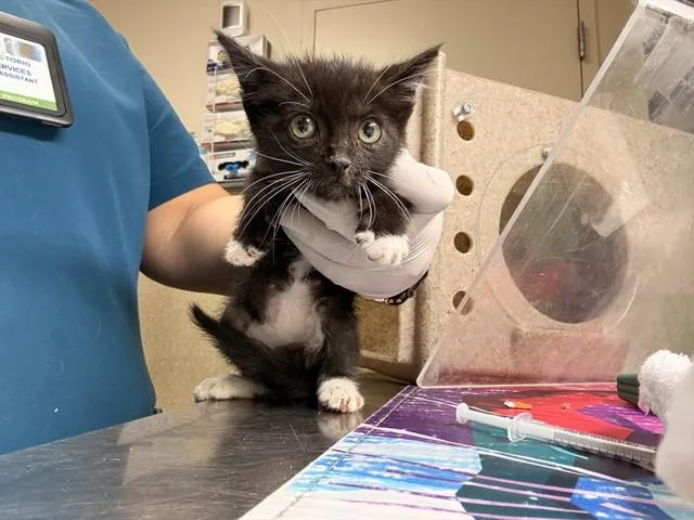 A baby small-sized male Domestic Short Hair cat named Blackie for adoption in Riverside, CA
