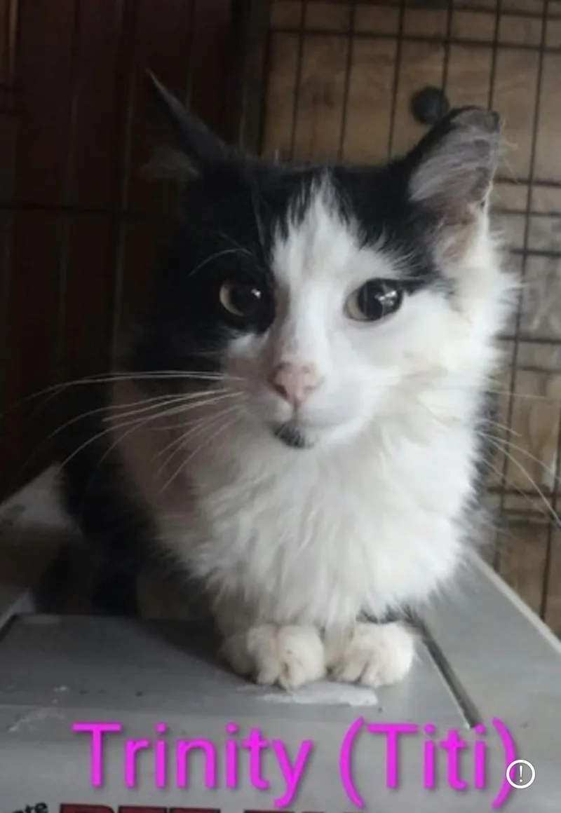 A baby medium-sized female Black & White / Tuxedo Domestic Long Hair cat named Trinity for adoption in Wyandotte, MI