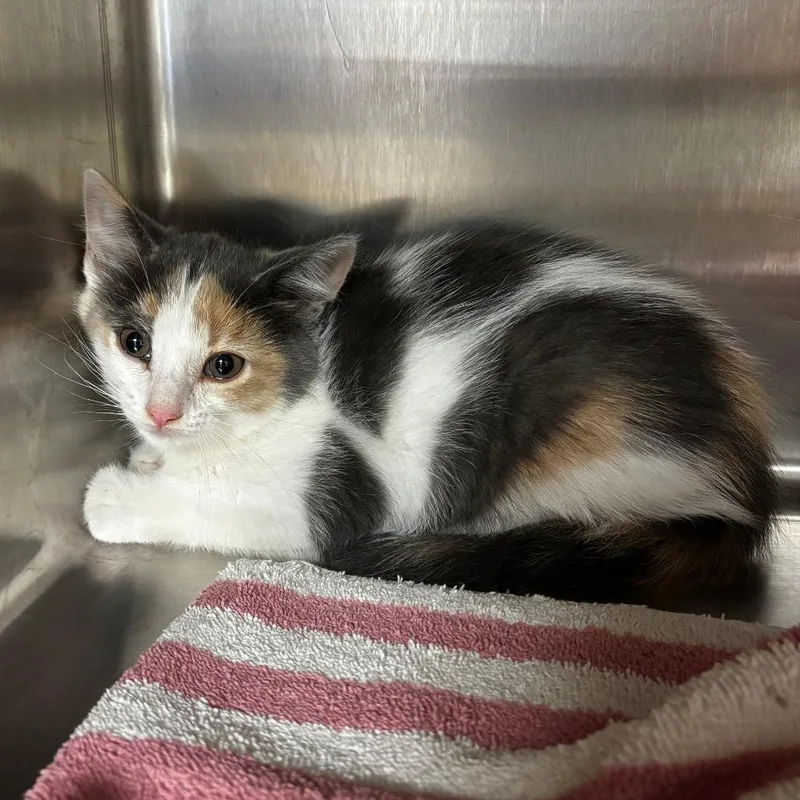A baby small-sized female Torbie Domestic Short Hair cat named Petunia for adoption in Ottawa, KS