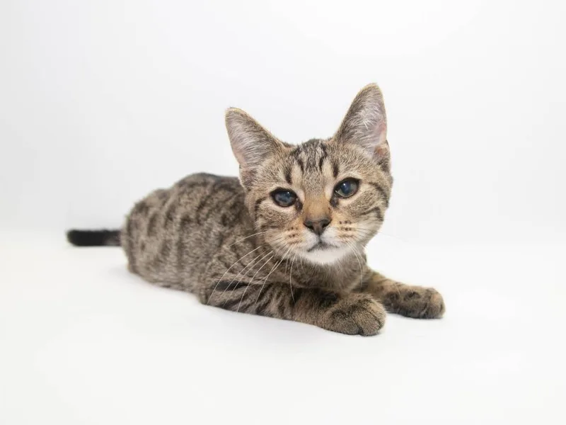 A baby medium-sized male American Curl cat named Emmett for adoption in Lansing, KS