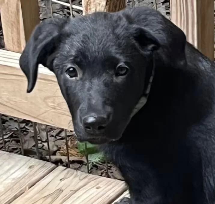 A young medium-sized female Black Mixed Breed dog named Dottie West for adoption in Nantucket, MA
