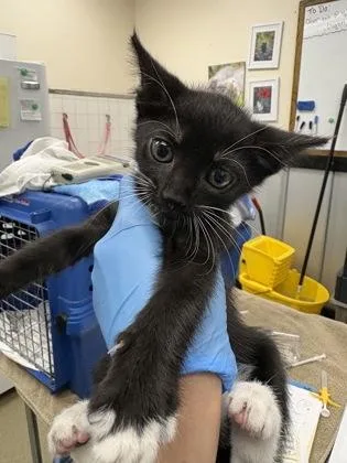 A baby small-sized female Domestic Short Hair cat named Emily Dickinson for adoption in Palm Coast, FL