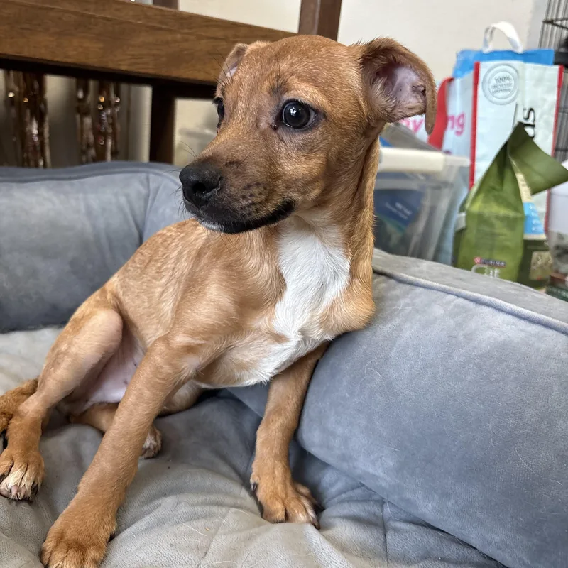 A baby small-sized male Chiweenie dog named Wally Cleaver for adoption in Joliet, IL