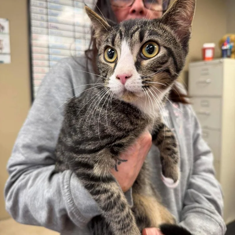 Maverick In Halethorpe 