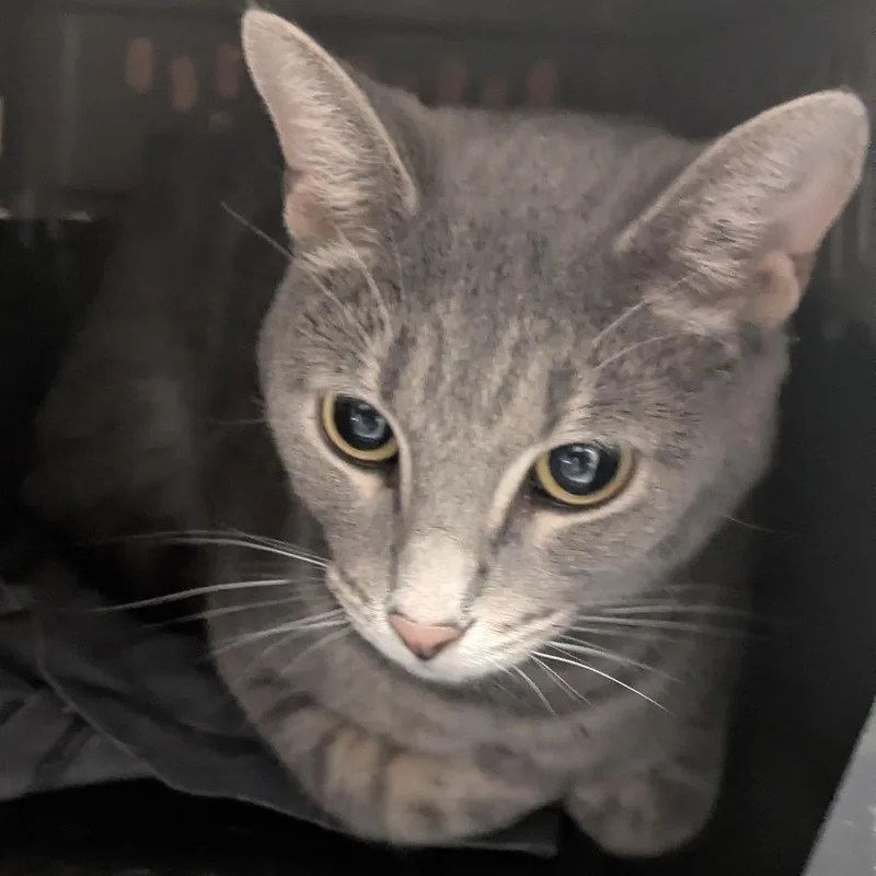 A young large-sized male Gray / Blue / Silver Domestic Short Hair cat named Willard for adoption in Chicago, IL