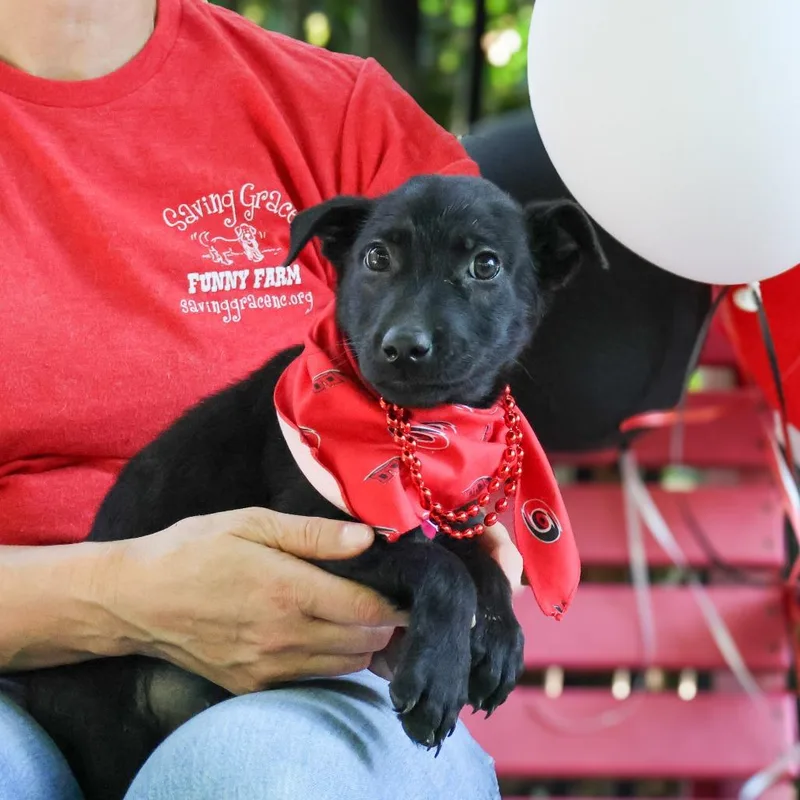 A baby small-sized female Black Labrador Retriever dog named Chantilly for adoption in Wake Forest, NC