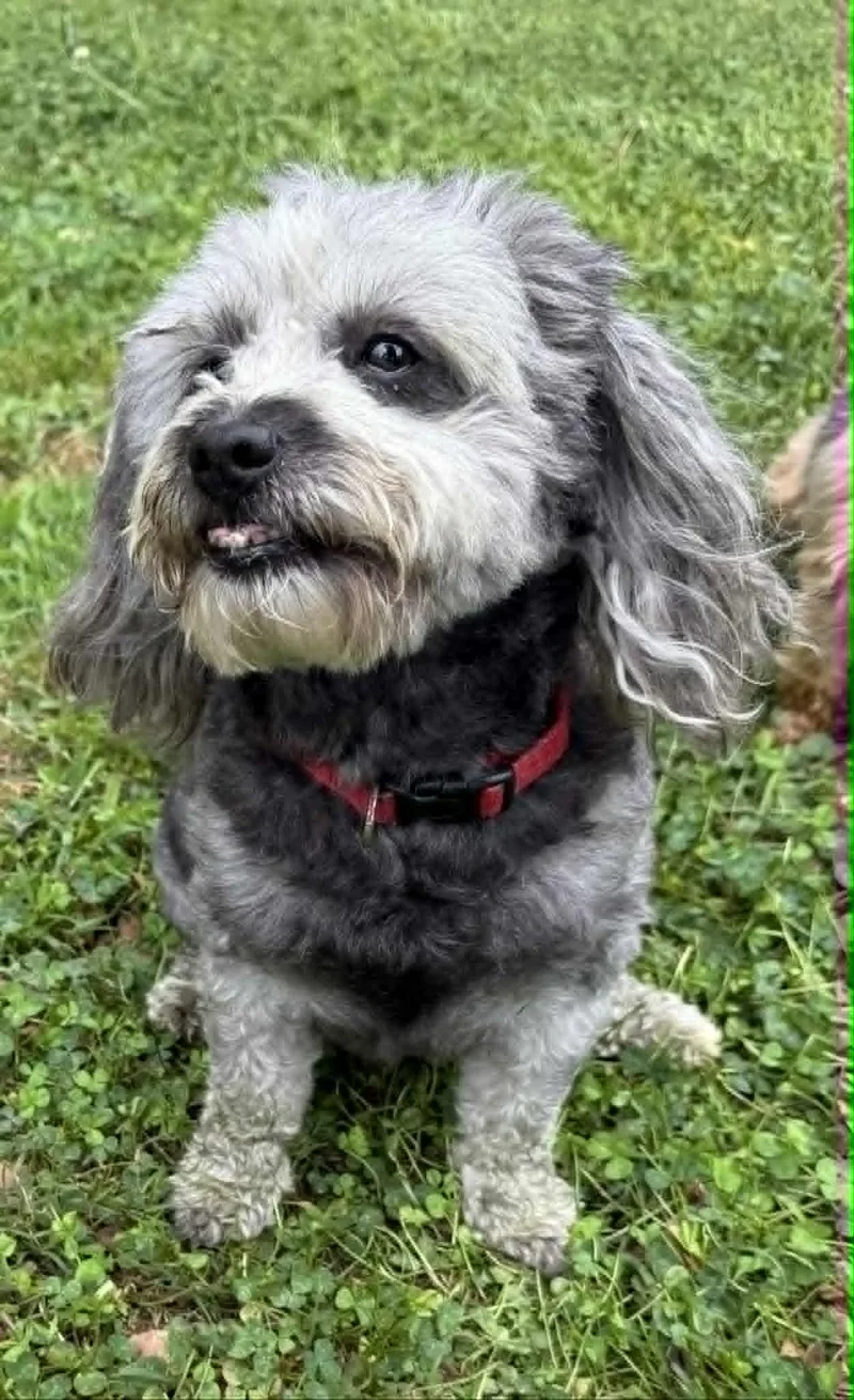 An adult small-sized male Gray / Blue / Silver Shih Tzu dog named Onyx for adoption in Smyrna, GA