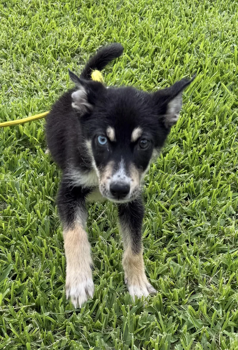 A young medium-sized male Siberian Husky dog named Dannie for adoption in Louise, TX