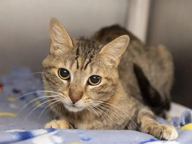 A young small-sized female Domestic Short Hair cat named Simone for adoption in Phoenix, AZ