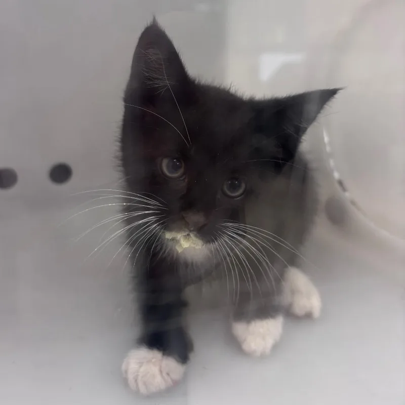 A baby small-sized female Black Domestic Short Hair cat named StrayMoonRoad for adoption in Columbus, GA