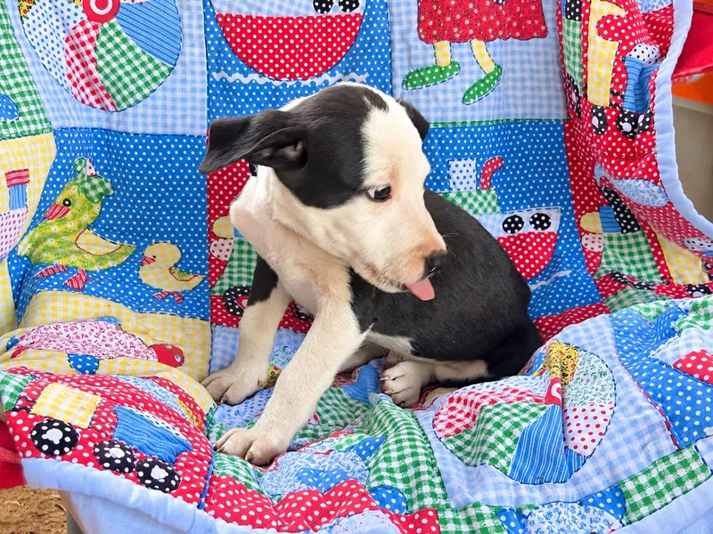 A baby medium-sized male White / Cream Boxer dog named Breakout West for adoption in Andover, MA