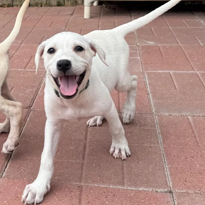 A baby medium-sized female White / Cream Labrador Retriever dog named Jackie for adoption in Spring, TX