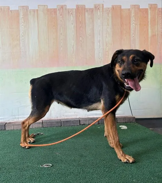 A young large-sized female German Shepherd Dog dog named Cindy Lou for adoption in Baldwin Park, CA