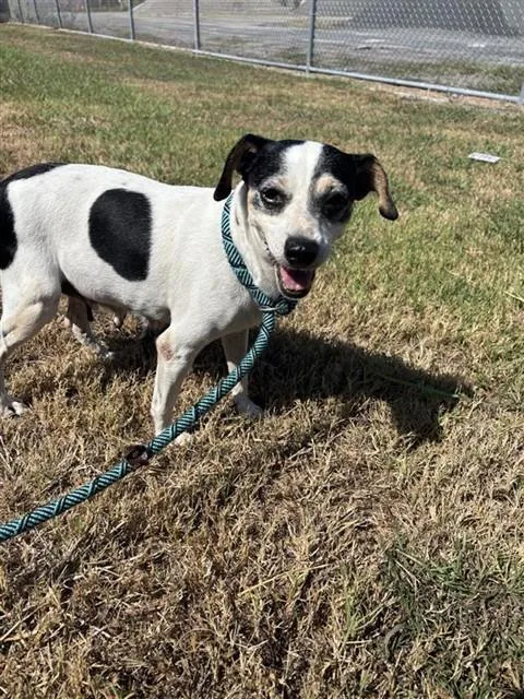 An adult small-sized female Jack Russell Terrier dog named Misty for adoption in Corpus Christi, TX