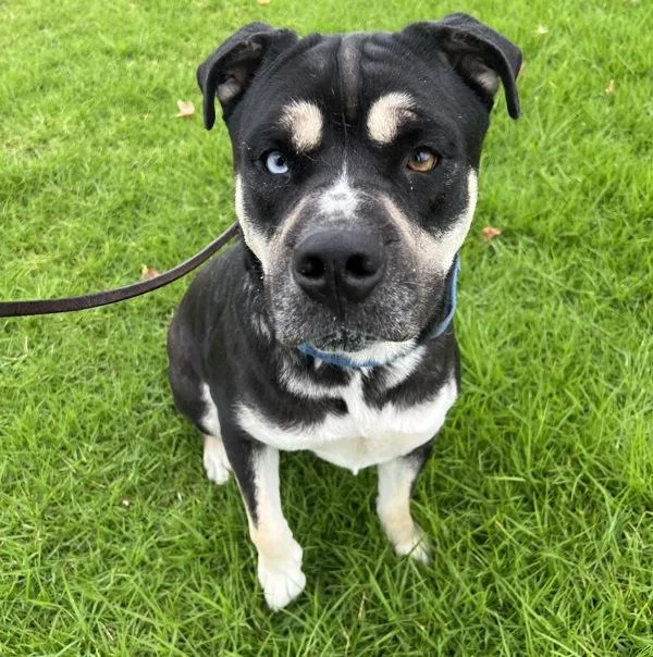 An adult large-sized male American Bulldog dog named Ace for adoption in El Cajon, CA