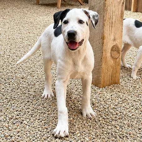 A baby medium-sized female White / Cream Great Pyrenees dog named Eden for adoption in Hopkinton, MA
